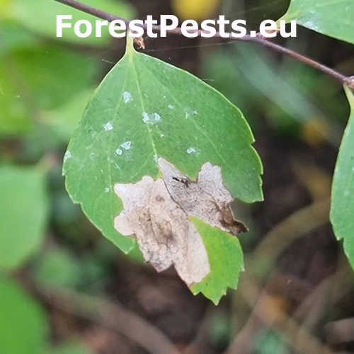 R&uacute;rkovček tavoľn&iacute;kov&yacute;