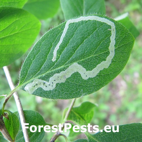 M&iacute;nerka Aulagromyza luteoscutellata