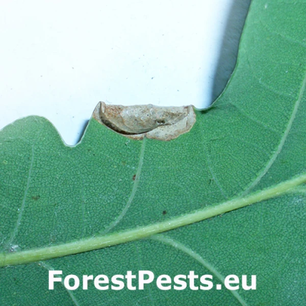 Plosk&aacute;čik Phyllonorycter heegeriella