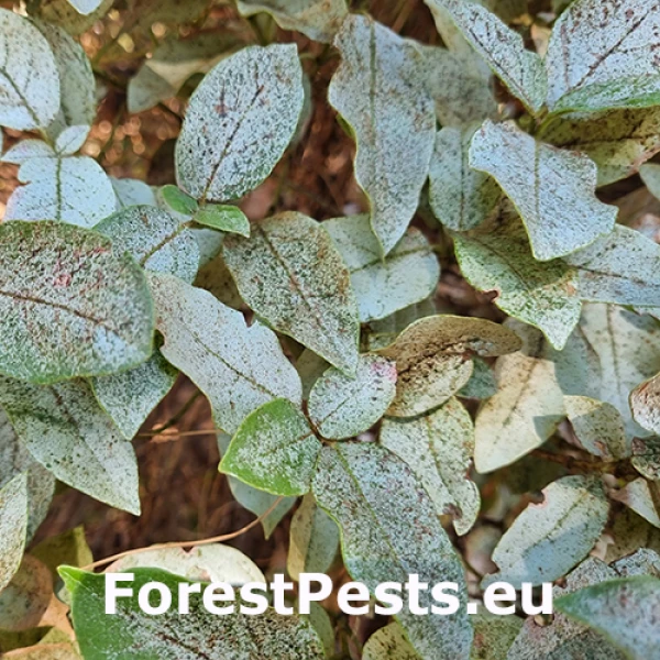 Sietnička Stephanitis lauri