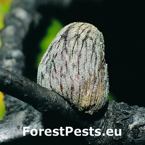 Hrčiarka Andricus conificus