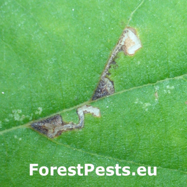 Pl&ocirc;&scaron;kavec lipov&yacute;