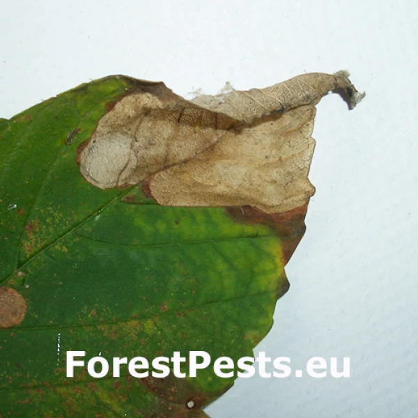 Piliarka Heterarthrus aceris