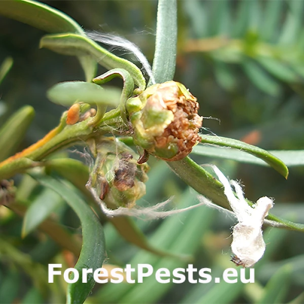 Roztoč Cecidophyopsis psilaspis