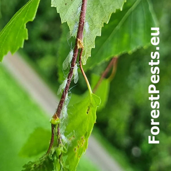 Vo&scaron;ka Euceraphis betulae