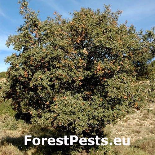 Červec Kermes vermilio