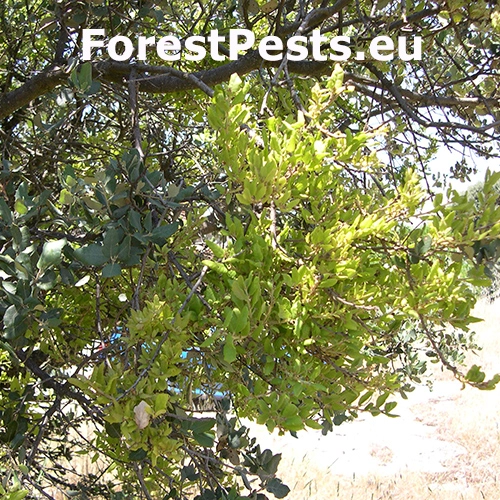 Grman&iacute;k Taphrina kruchii