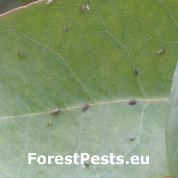 Psyla eukalyptov&aacute;