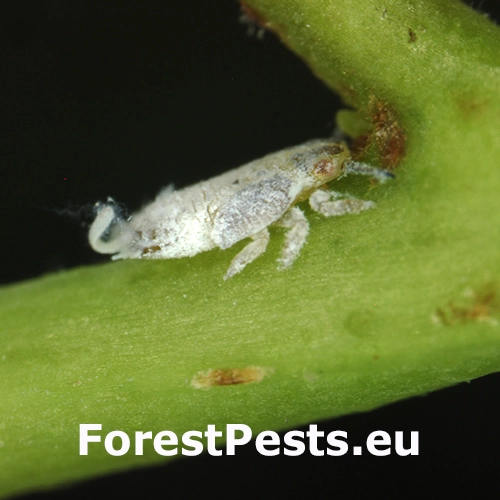 Psyla Blastopsylla occidentalis