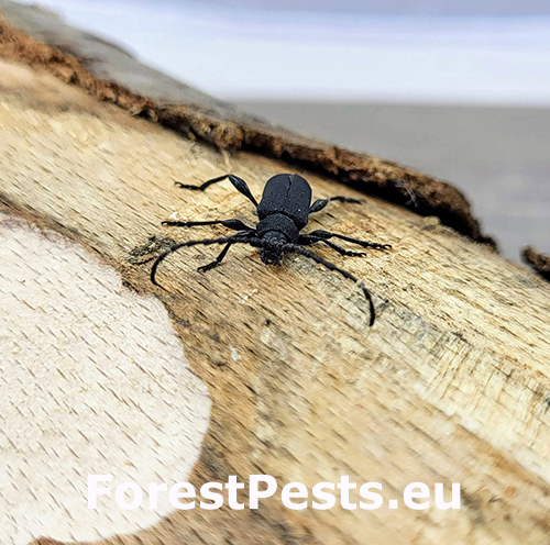 Fuz&aacute;č Ropalopus clavipes