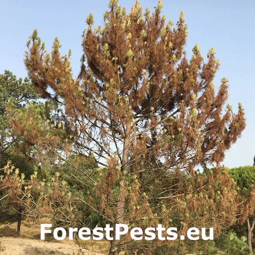 H&aacute;ďatko borovicov&eacute;