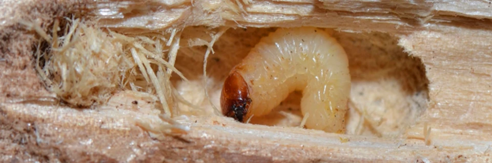 Atlas �kodcov lesa baner