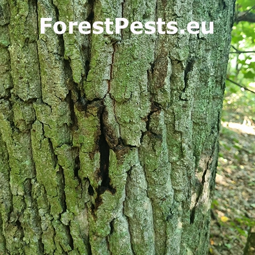 Ak&uacute;tne hynutie dubov