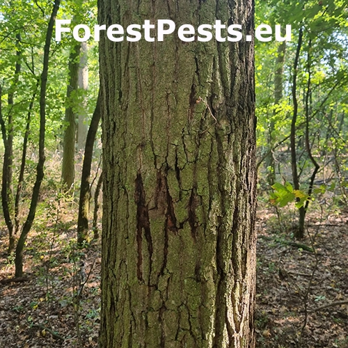 Ak&uacute;tne hynutie dubov