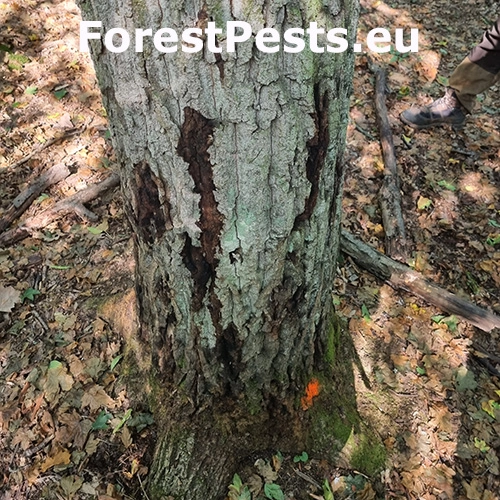 Ak&uacute;tne hynutie dubov