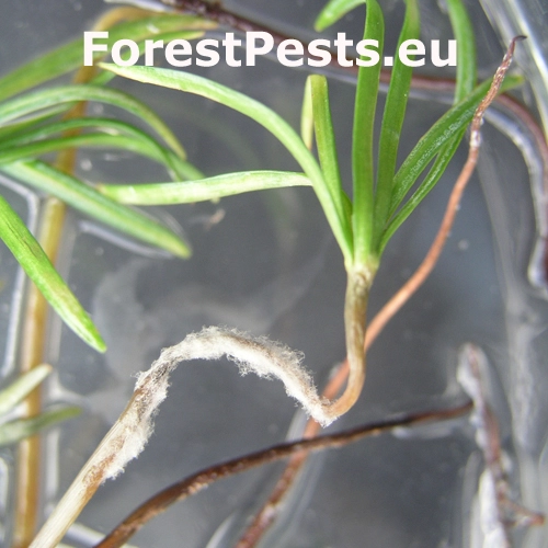 Altern&aacute;ria premenliv&aacute;