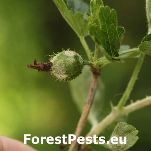 Americk&aacute; m&uacute;čnatka egre&scaron;a