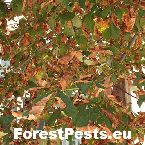 Antrakn&oacute;za paga&scaron;tanov&aacute;