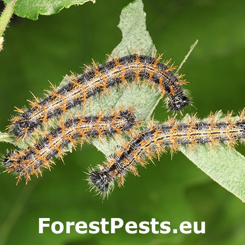 Bab&ocirc;čka brestov&aacute;