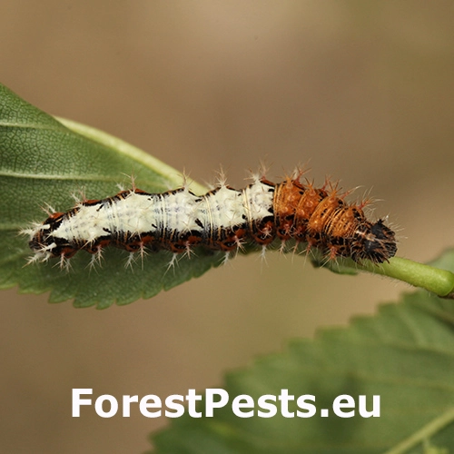 Bab&ocirc;čka zubatokr&iacute;dla