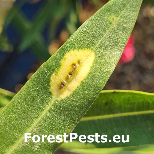 Bakteri&aacute;lne ochorenie oleandrov