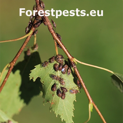 Behavka brezov&aacute;