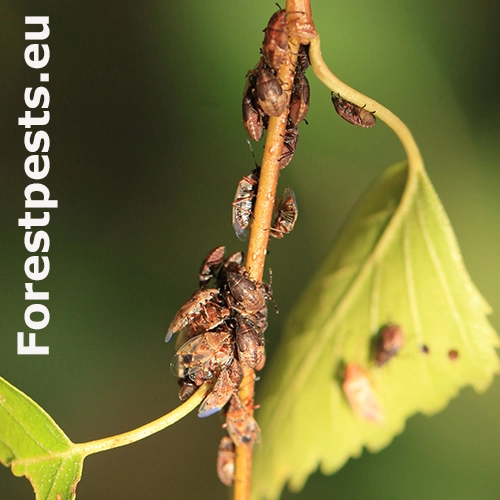 Behavka brezov&aacute;