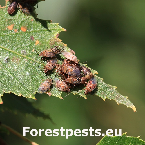 Behavka brezov&aacute;