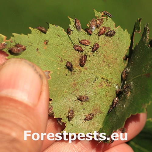 Behavka brezov&aacute;