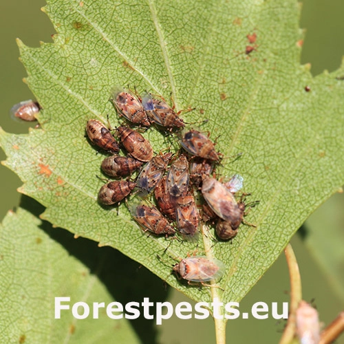 Behavka brezov&aacute;