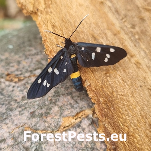 Bielo&scaron;kvrn&aacute;č p&uacute;pavcov&yacute;