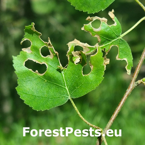 Bly&scaron;tek bukov&yacute;