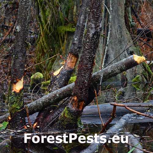 Bobor eur&oacute;psky 