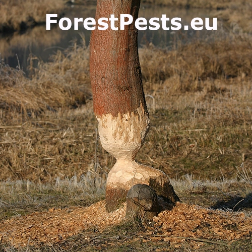 Bobor eur&oacute;psky 