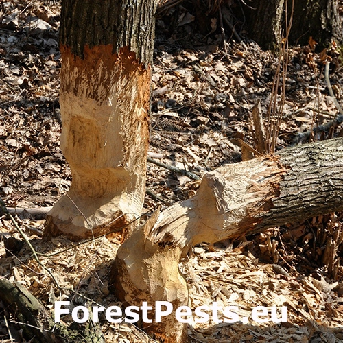 Bobor eur&oacute;psky 