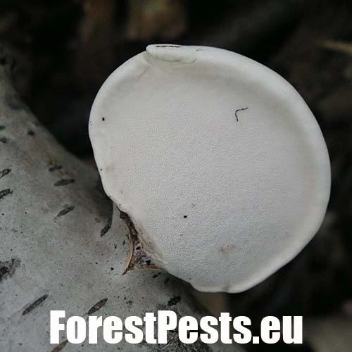 Brezovn&iacute;k obyčajn&yacute;