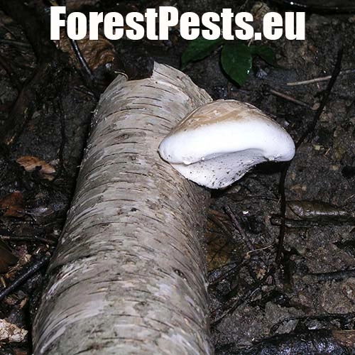 Brezovn&iacute;k obyčajn&yacute;