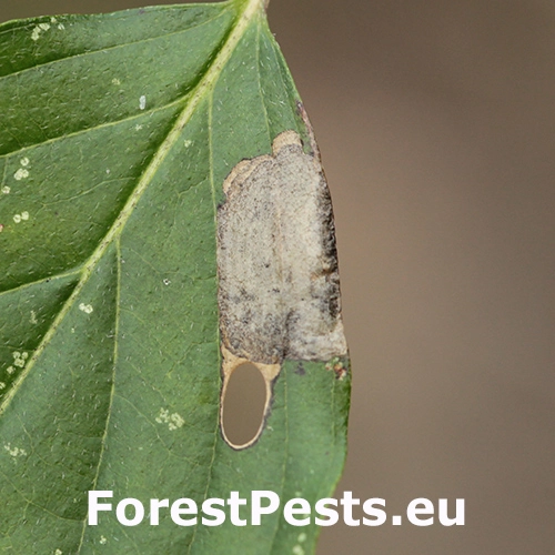 Bronzovn&iacute;ček sv&iacute;bov&yacute;