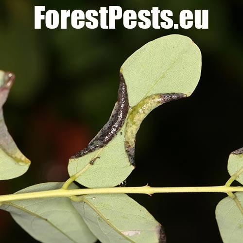 Byľomor ag&aacute;tov&yacute;