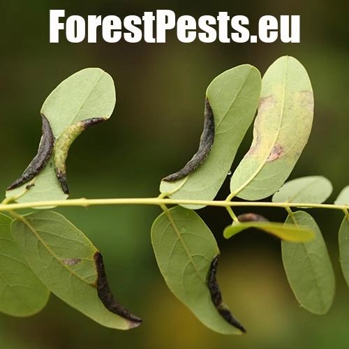 Byľomor ag&aacute;tov&yacute;