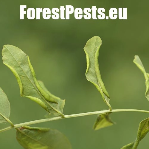 Byľomor ag&aacute;tov&yacute;