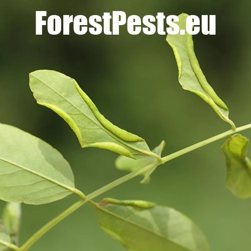 Byľomor ag&aacute;tov&yacute;