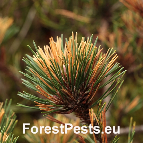 Byľomor borovicov&yacute;