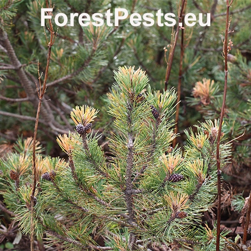 Byľomor borovicov&yacute;