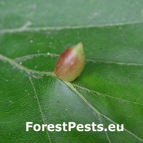 Byľomor bukov&yacute;