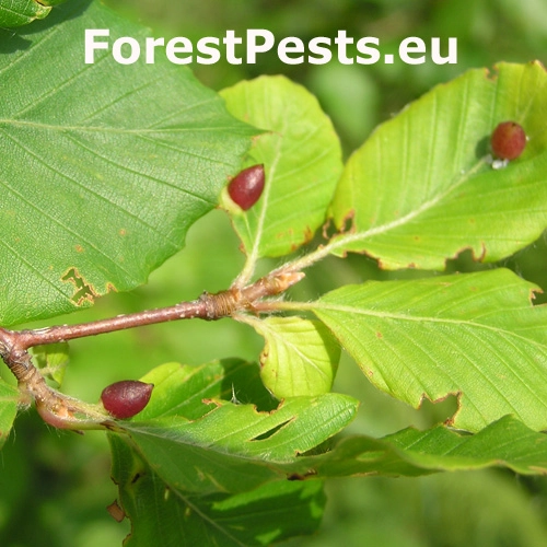 Byľomor bukov&yacute;