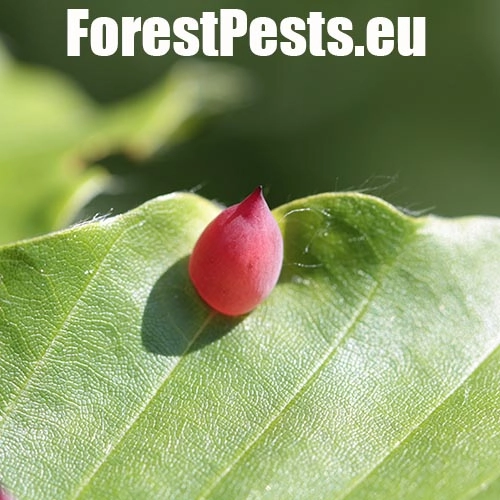 Byľomor bukov&yacute;