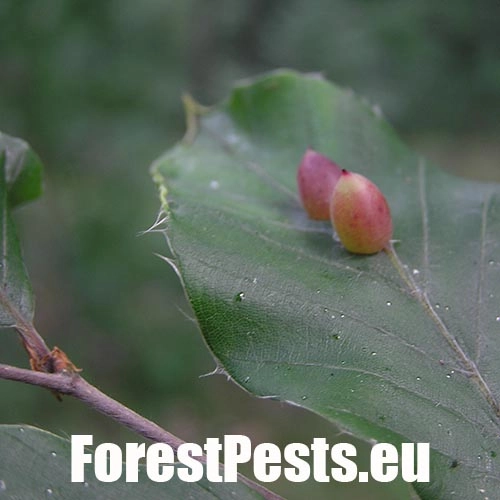 Byľomor bukov&yacute;