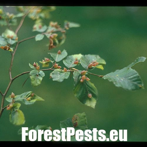 Byľomor bukov&yacute;