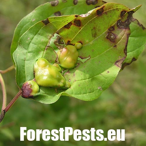 Byľomor Craneiobia corni